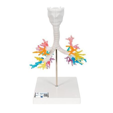 3B SCIENTIFIC Larynx with bronchial tree - w/ 3B Smart Anatomy 1000274